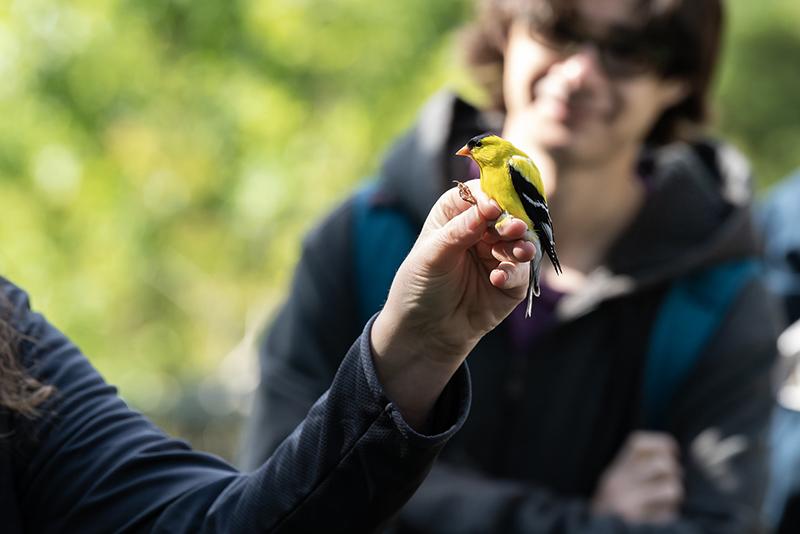 Maren Gimpel holds a goldfinch during World Migratory Bird Day celebrations at Washington College's River and Field Campus.