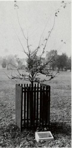 Elm Tree in 1934.