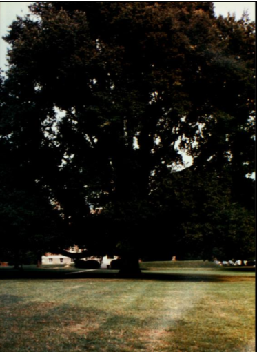 Washington College Elm tree before it's death.